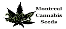 Montreal Cannabis Seeds (MCS) Montreal Cannabis Seeds (MCS)